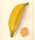 Banana from the USDA Pomological Watercolor Collection. Special Collections of the National Agricultural Library.