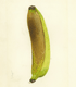 Banana from the USDA Pomological Watercolor Collection. Special Collections of the National Agricultural Library.