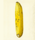 Banana from the USDA Pomological Watercolor Collection. Special Collections of the National Agricultural Library.