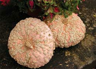 warty pumpkins