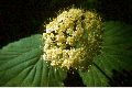 View a larger version of this image and Profile page for Viburnum L.