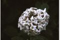 View a larger version of this image and Profile page for Viburnum L.