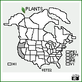 Distribution of Viburnum tinus L.. . Image Available. 