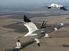 cranes in flight