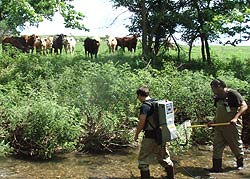imaage of two men walking in stream with cows watching them from the bank