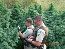 Rangers investigating marijuana cultivation.