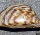 Zebra Mussel - Invasive.org