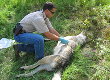 Special Agent examines dead wolf.