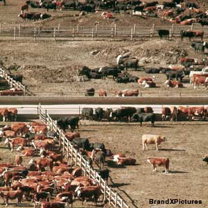 Photo: Cattle feedstocks