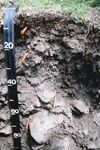 soil profile: Dough Series - Mesa County, Colorado, MLRA 48A (NRCS photo by Tom Reinsch)