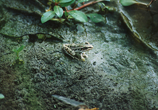 ConocoPhillips Eliza Creek frog