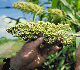 Head of sorghum