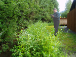 Brett Nelson inspects willow stakings planted in April 2006 (NRCS photo -- click to enlarge)