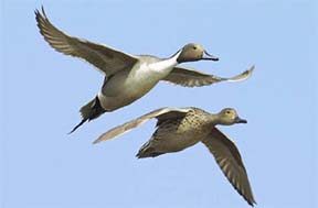 pintail ducks