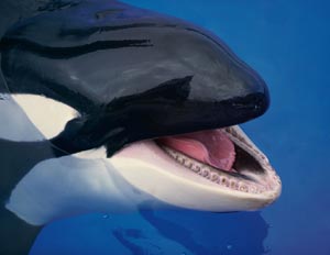 Killer Whale