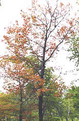 [photo:] A red oak tree in an urban woodland that is infected with oak wilt. The wilting tree has brown leaves, many which have dropped.