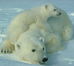 Polar Bears