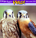 Kestrels