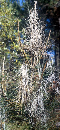 [photo:] Red pine with dead shoots, some with no remaining needles, caused by red pine shoot blight diseases.