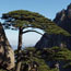 Pine tree against rock cliff