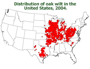 [image:] Map of continental United States showing distribution of oak wilt in 2004 caused by a native invasive pathogen.  Infected areas include eastern Minnesota, Wisconsin, scattered counties in Lower Michigan, Iowa, Illinois, Indiana, and Missouri, Pennsylvania, Ohio, West Virgina, western Virginia, Kentucky, parts of Tennessee, northern Arkansas, western North and central South Carolina, and most of Texas.