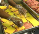 Food Service Workers Preparing Sandwiches