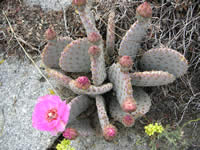 A cactus with lighter color flowers.