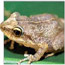 photo of a coqui frog