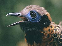 closeup photo of colorful bird with blue rings around the eye 