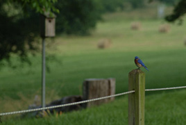 Saturn Spring Hill Bluebird