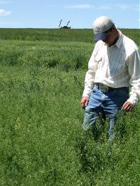 Man in oilseed field.