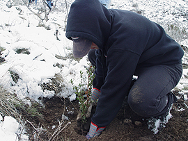 student kneeling in snow, planting a seedling