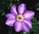 Purple Flower