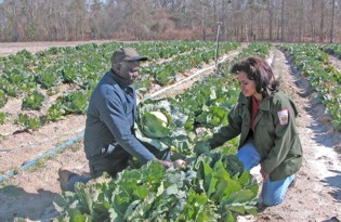 NRCS field staff works with landowner on cabbage patch