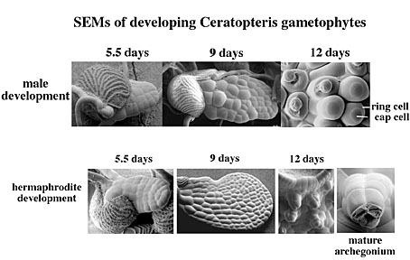 SEMs of developing Ceratopteris gametophytes