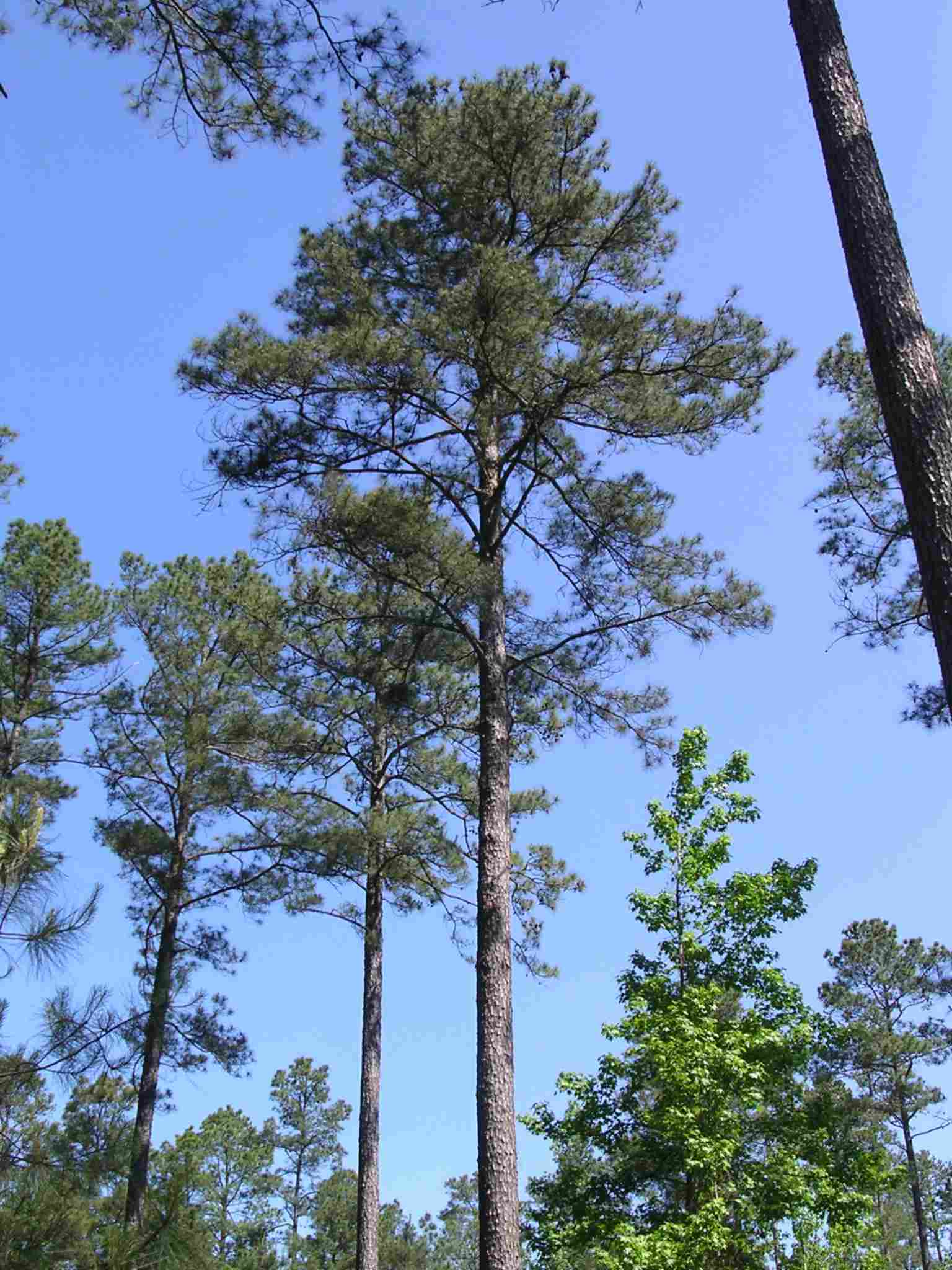 Picture of mature loblolly pines