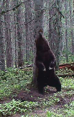 bear rubbing its back on a tree