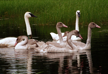 Consumers Au Sable Foote trumpeter swans