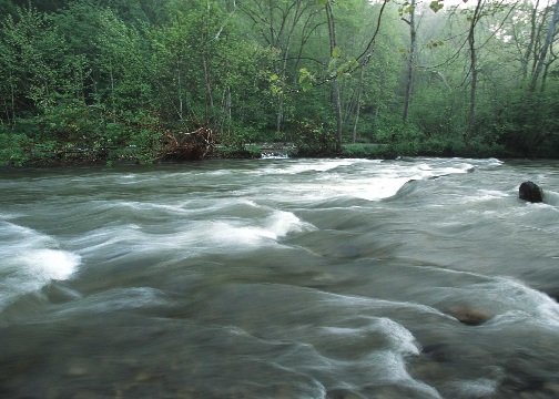 photo: river in forest