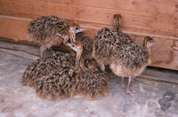 Rhea chicks.