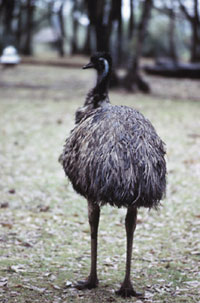 Emu