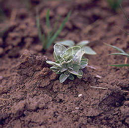 Growing seedling surrounded by dirt