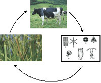 Nutrient Cycling in Pastures