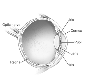 Glaucoma section