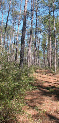 Longleaf pine on the Harrison Experimental
Forest, Saucier, MS. (Photo by John Butnor)