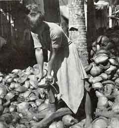 Photo: man under trees, with piles of coconuts on the ground.