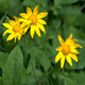 Montana--arrow-leaf balsam root