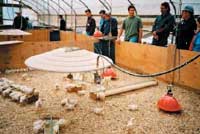 Chicks in a brooder.