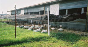 Small poultry house with yard.