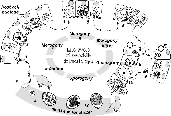 Life cycle of coccidia in birds.